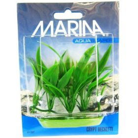 Marina Foreground Crypt Becketti Aquarium Plant